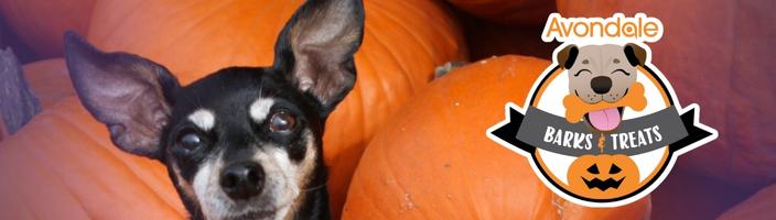 AVONDALE WEBSITE EVENT PAGE BANNER - Barks & Treats